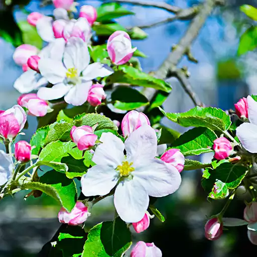 Play beautiful flowers wallpaper APK