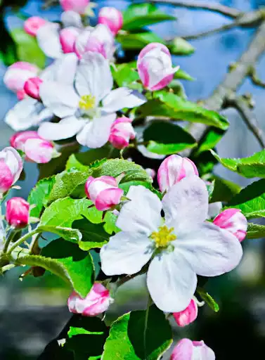 Play beautiful flowers wallpaper and enjoy beautiful flowers wallpaper with UptoPlay Play beautiful flowers wallpaper and enjoy beautiful flowers wallpaper with UptoPlay