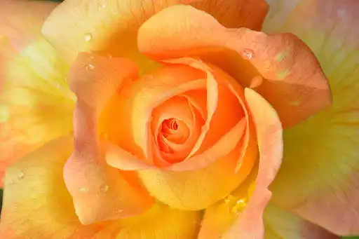 Play Beautiful flower wallpapers 4k  and enjoy Beautiful flower wallpapers 4k with UptoPlay