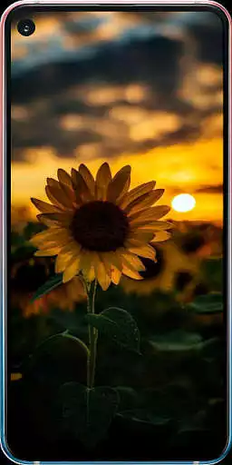 Play Beautiful Flower Wallpaper
