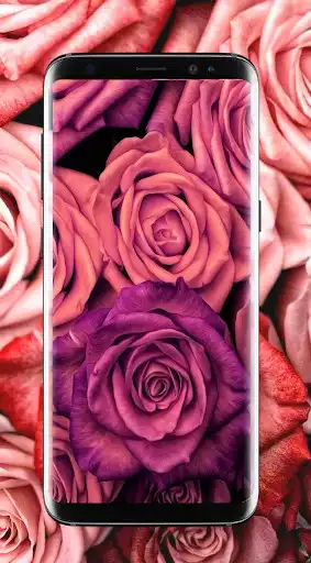 Play Beautiful Flower Wallpapers  and enjoy Beautiful Flower Wallpapers with UptoPlay