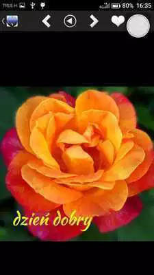 Play Beautiful Good Morning Greetings  Sayings