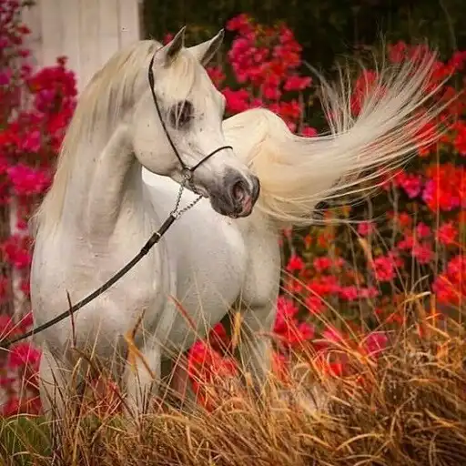 Play Beautiful horses APK