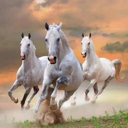 Play Beautiful horses  and enjoy Beautiful horses with UptoPlay