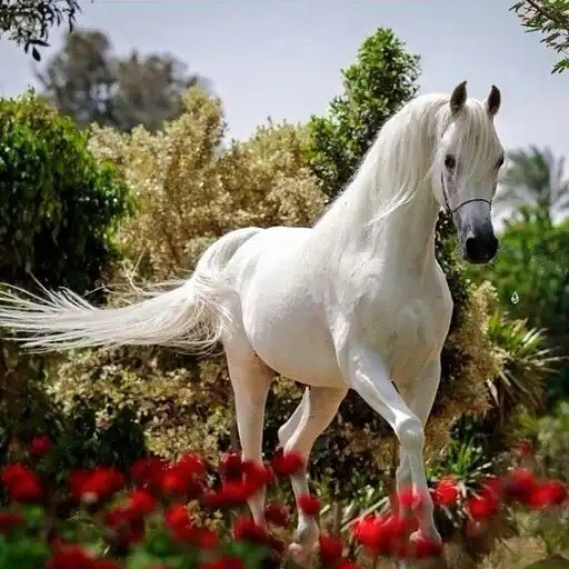 Play Beautiful horses as an online game Beautiful horses with UptoPlay