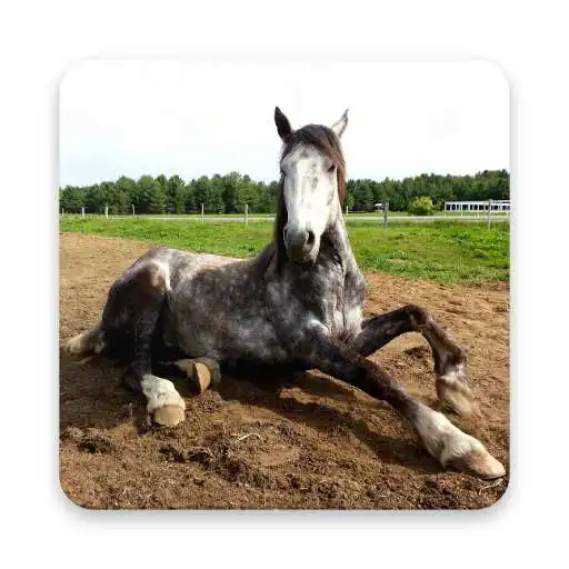 Run free android online Beautiful Horse Wallpapers APK Run free android online Beautiful Horse Wallpapers APK