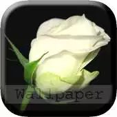 Free play online Beautiful Live Wallpapers APK