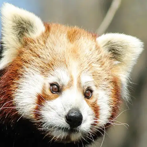 Play Beautiful Panda Wallpapers APK Play Beautiful Panda Wallpapers APK