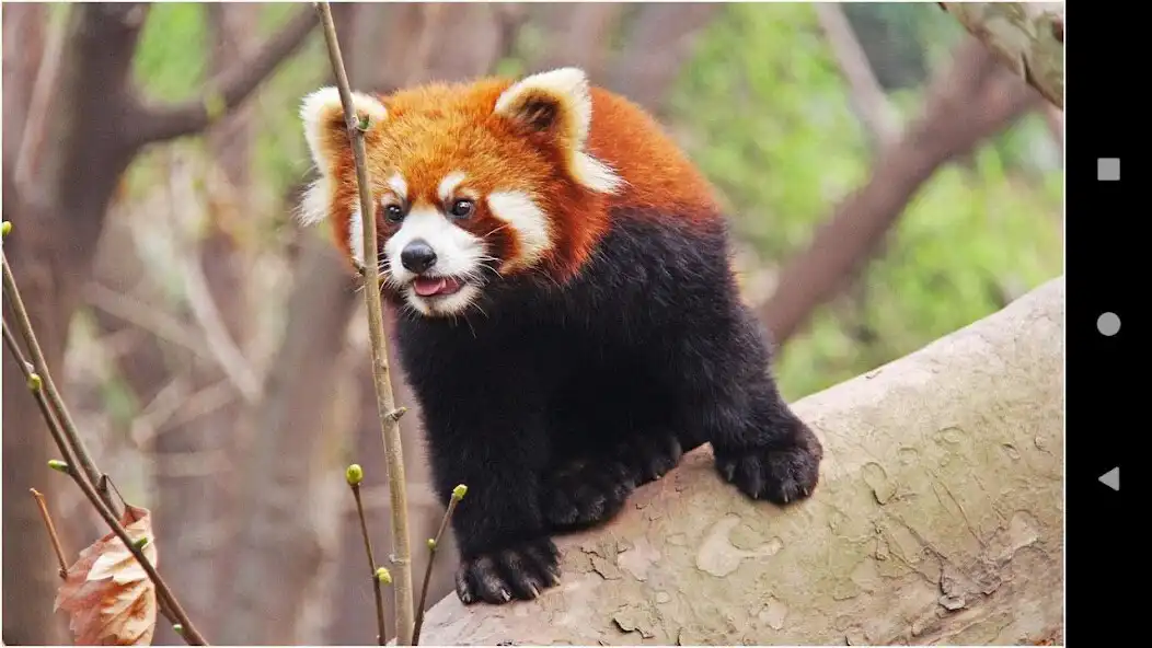 Play Beautiful Panda Wallpapers  and enjoy Beautiful Panda Wallpapers with UptoPlay