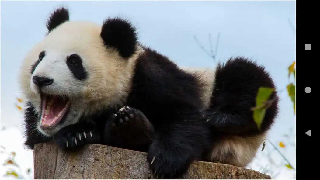 Play Beautiful Panda Wallpapers as an online game Beautiful Panda Wallpapers with UptoPlay