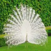 Free play online beautiful peacockLiveWallpaper APK