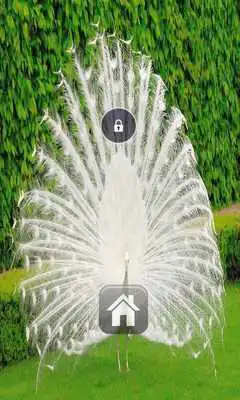 Play beautiful peacockLiveWallpaper Play beautiful peacockLiveWallpaper