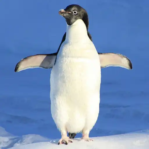 Play Beautiful Penguin Wallpapers APK Play Beautiful Penguin Wallpapers APK