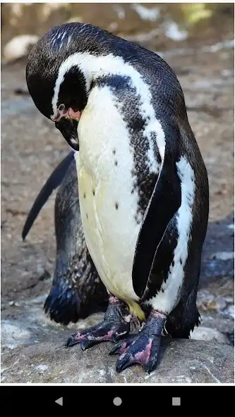 Play Beautiful Penguin Wallpapers  and enjoy Beautiful Penguin Wallpapers with UptoPlay