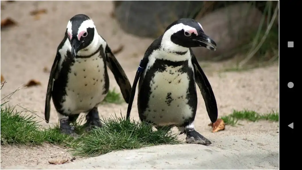 Play Beautiful Penguin Wallpapers as an online game Beautiful Penguin Wallpapers with UptoPlay