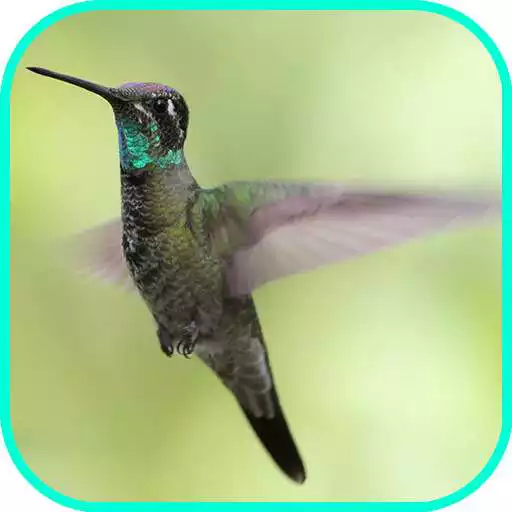 Play Beautiful Quran Recitation 1 APK