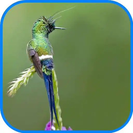 Play Beautiful Quran Recitation 2 APK