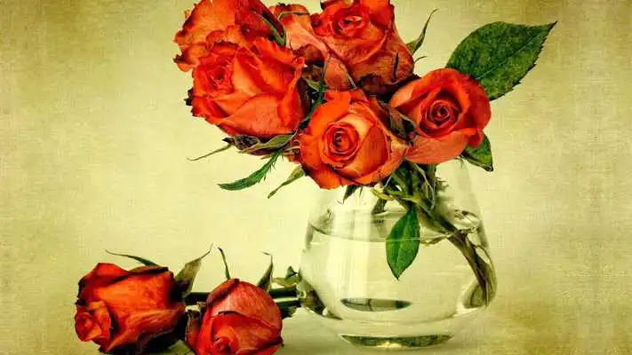 Play Beautiful rose flower
