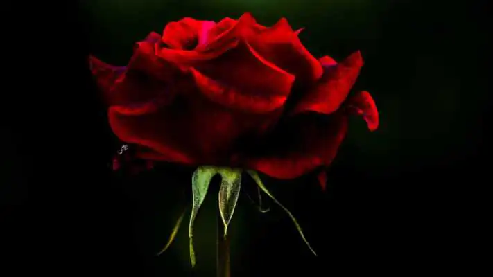 Play Beautiful rose flower