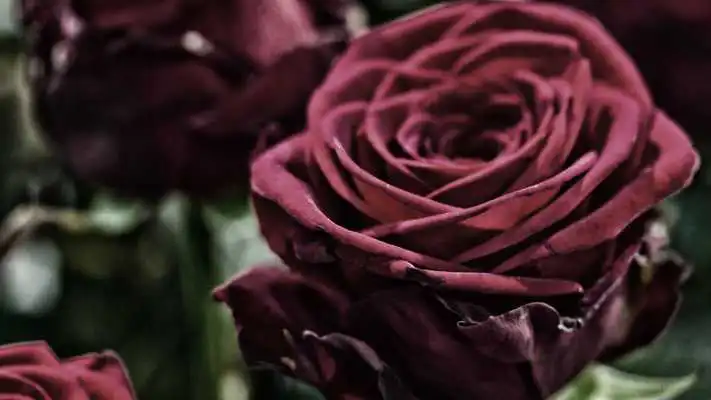Play Beautiful rose flower