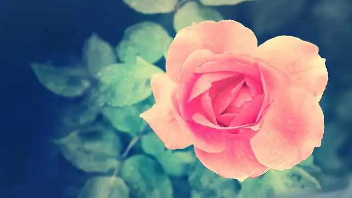 Play Beautiful rose flower