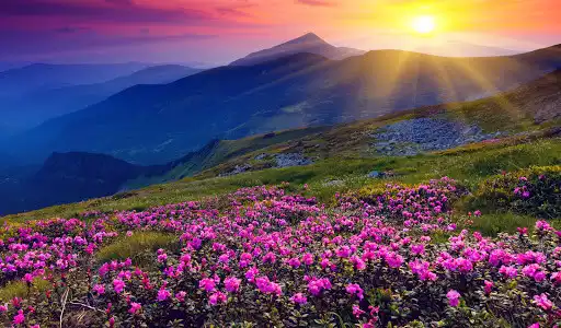 Play Beautiful Spring Wallpaper 4K  and enjoy Beautiful Spring Wallpaper 4K with UptoPlay