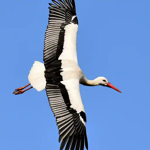 Play Beautiful Stork Wallpapers APK Play Beautiful Stork Wallpapers APK