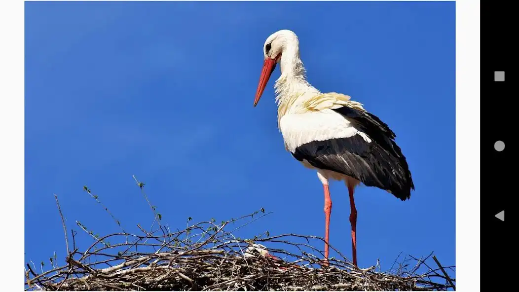 Play Beautiful Stork Wallpapers  and enjoy Beautiful Stork Wallpapers with UptoPlay