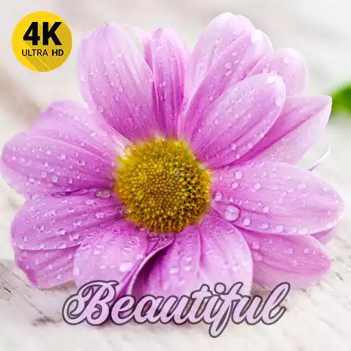 Play Beautiful Wallpaper Pictures APK Play Beautiful Wallpaper Pictures APK
