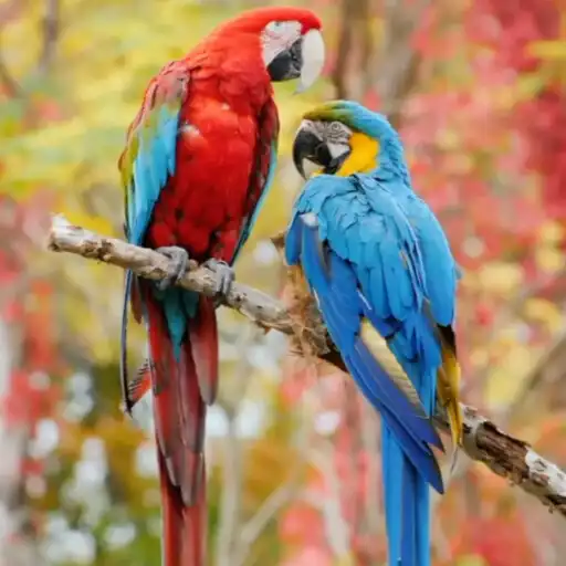 Play Beauty Birds Wallpaper Pro APK Play Beauty Birds Wallpaper Pro APK