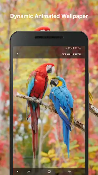 Play Beauty Birds Wallpaper Pro as an online game Beauty Birds Wallpaper Pro with UptoPlay