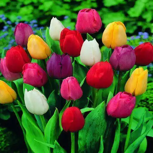Play Beauty Flowers 2021 as an online game Beauty Flowers 2021 with UptoPlay