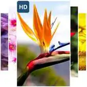 Free play online Beauty Flowers Wallpaper APK Free play online Beauty Flowers Wallpaper APK