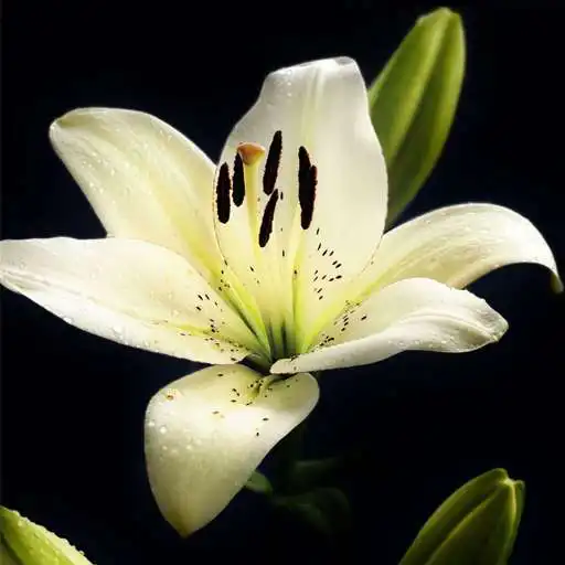 Play Beauty Lily Wallpapers APK