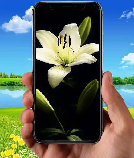 Play Beauty Lily Wallpapers as an online game Beauty Lily Wallpapers with UptoPlay