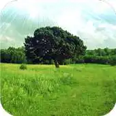 Free play online Beauty of summer forest. HDLWP APK Free play online Beauty of summer forest. HDLWP APK