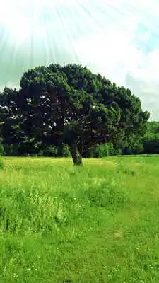 Play Beauty of summer forest. HDLWP