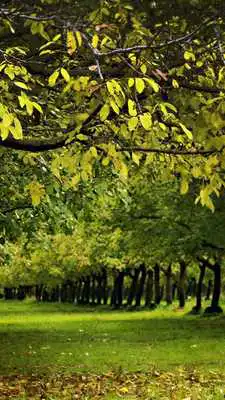 Play Beauty of summer forest. HDLWP
