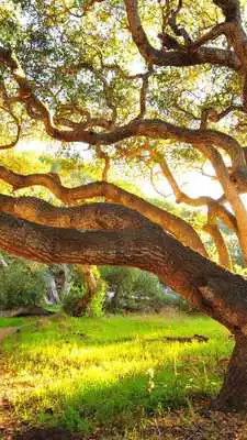 Play Beauty of summer forest. HDLWP