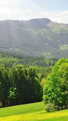 Play Beauty of summer forest. HDLWP