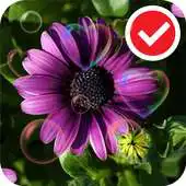 Free play online Beauty Purple Love Flower LWP APK