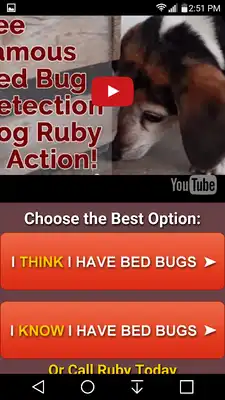 Play Bed Bug Finders