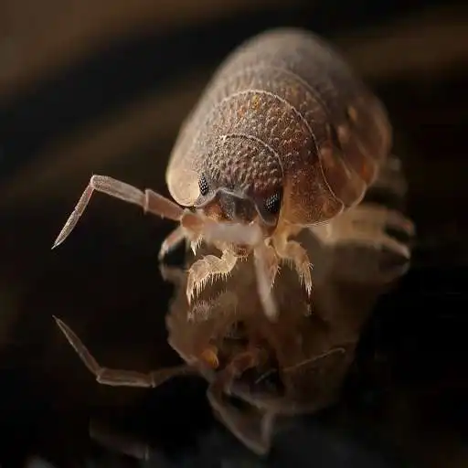 Play Bed Bugs Tips APK