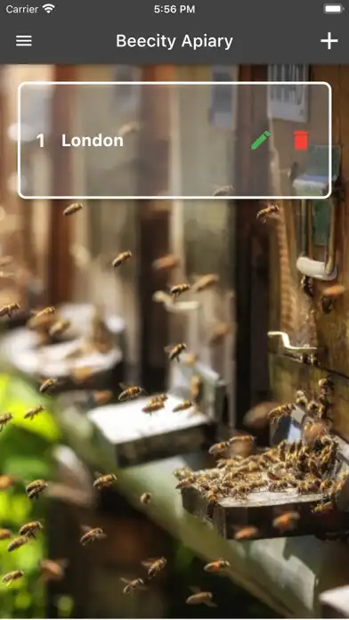 Play Beecity Apiary as an online game Beecity Apiary with UptoPlay