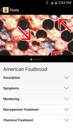 Play BeeHealth as an online game BeeHealth with UptoPlay