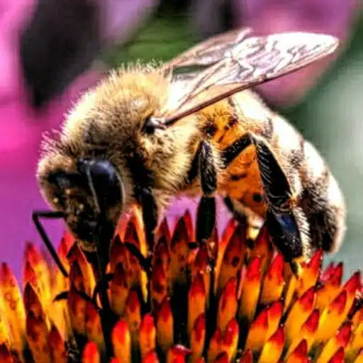 Free play online Beekeeping APK Free play online Beekeeping APK