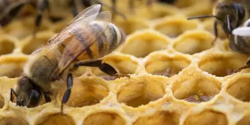 Play Beekeeping