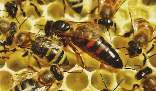 Play Beekeeping