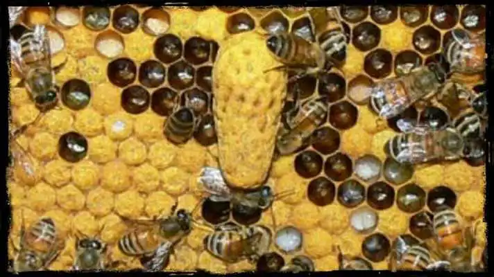 Play Beekeeping, the world of the avejos