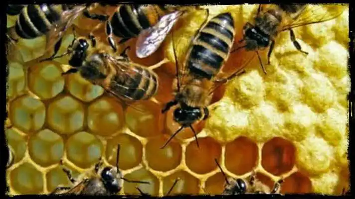 Play Beekeeping, the world of the avejos